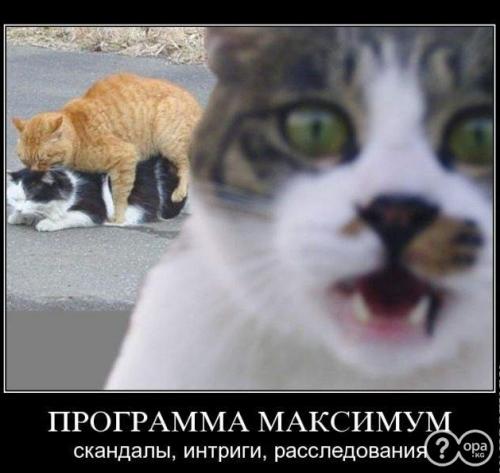 Коты из сети