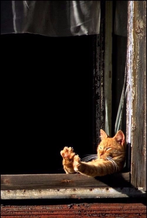 Коты и Кошки
