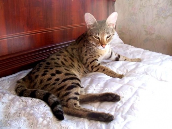Коты и Кошки