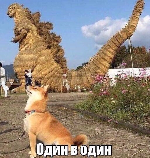 Подборка забавных животных