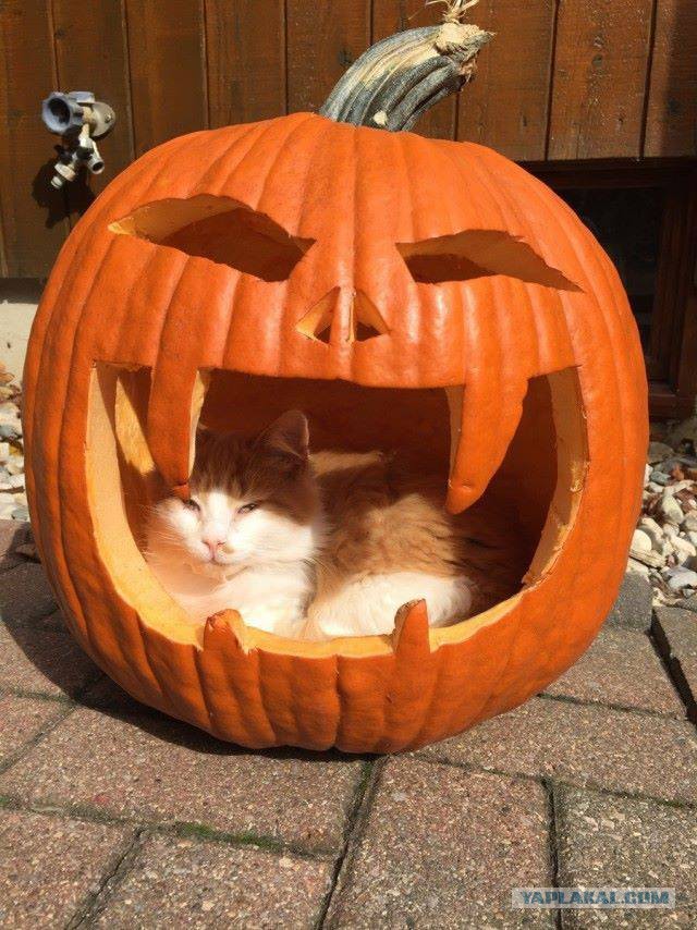 Котовторник 31.10.2017