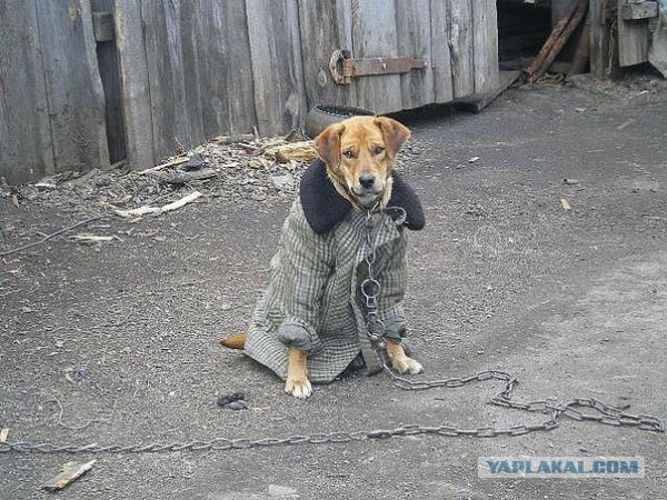 Лучше нет пристанища, чем крыло товарища