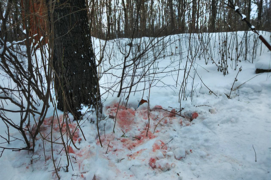 В лесу Нижнекамска зверски убили лыжницу