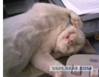 Коты и кошки знают толк в веселье! Подборка забавных фот и гифок