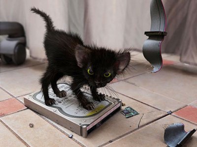 Котовторник ужасов (36 фот)