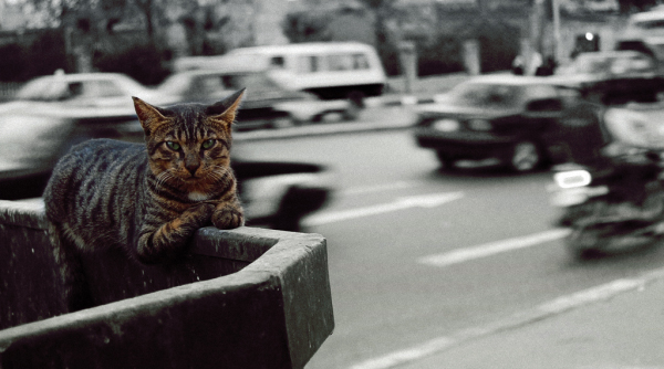 Котовторник в Египте