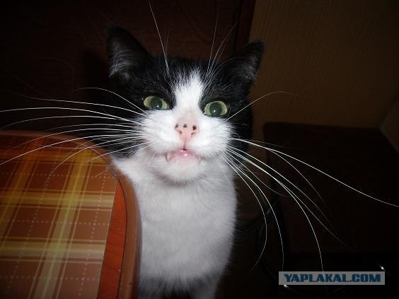 Котовторник - Усатые портреты