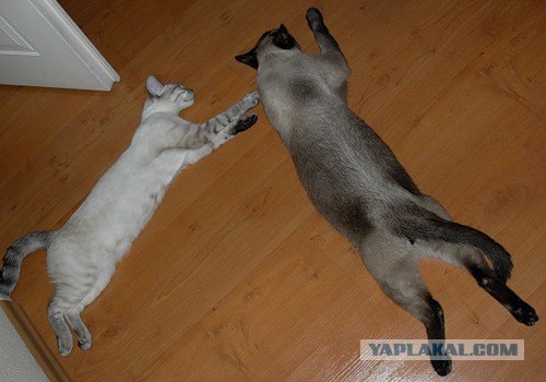 Котовторник 27 июля: лучше сидеть лежа!