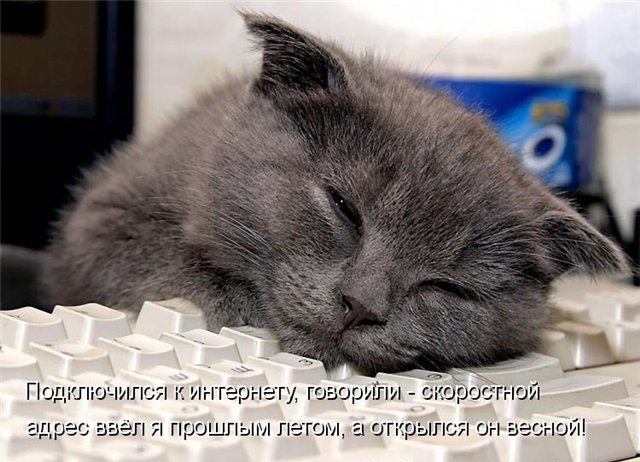Котовторник 15.02.2011