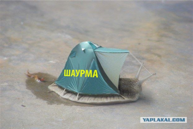 Смешной тюнинг животных!