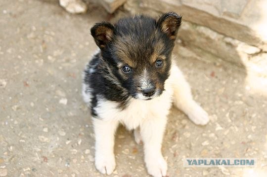 Жизнь собачья и котячья