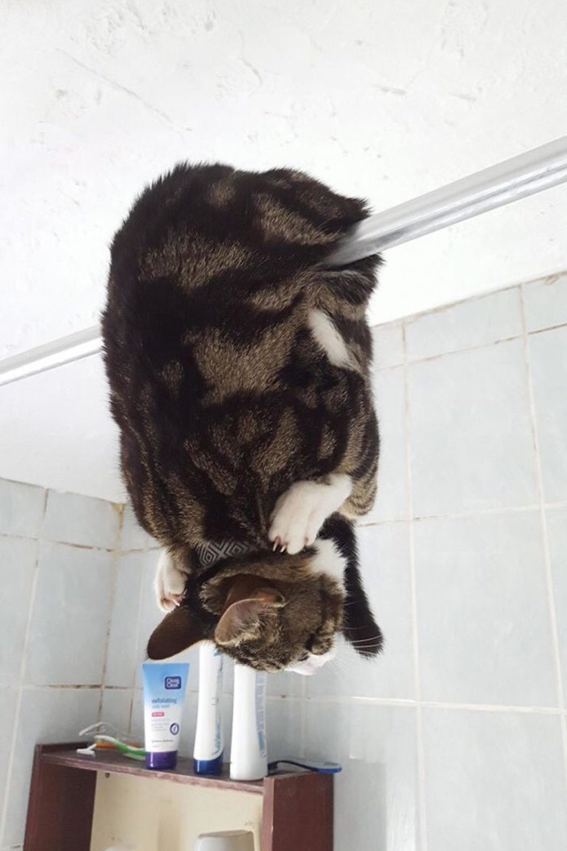 Прикольных котов пост