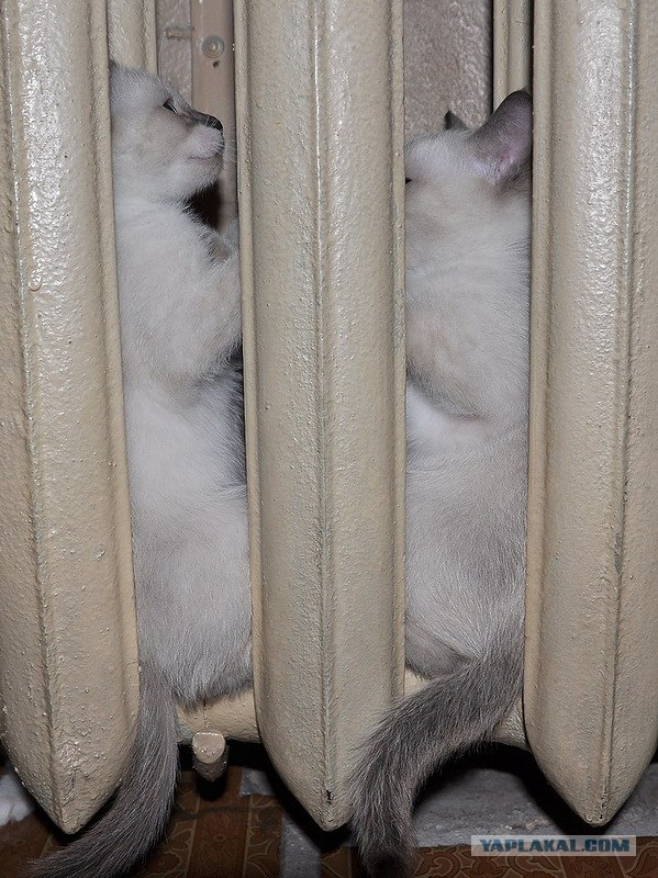 КОТОВТОРНИК (6.03.2012)