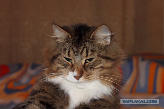 Котовторник 10.04.2012