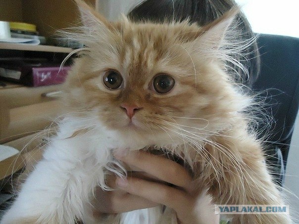 Котовторник 07.08.2012