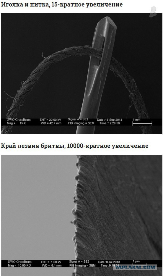 Фотографии предметов под микроскопом, о которых вы слышали, но никогда не видели так близко
