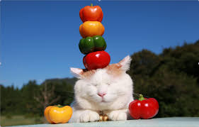 Кот ждун