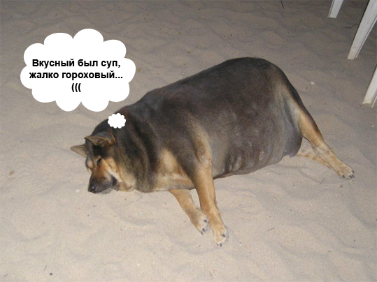Фотожаба: О чем же думает собака?....