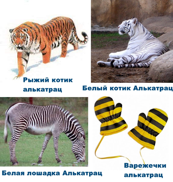 Чайка из Алькатраца
