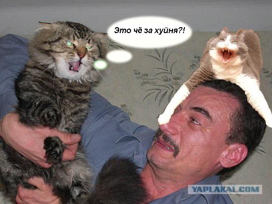 Злой кот