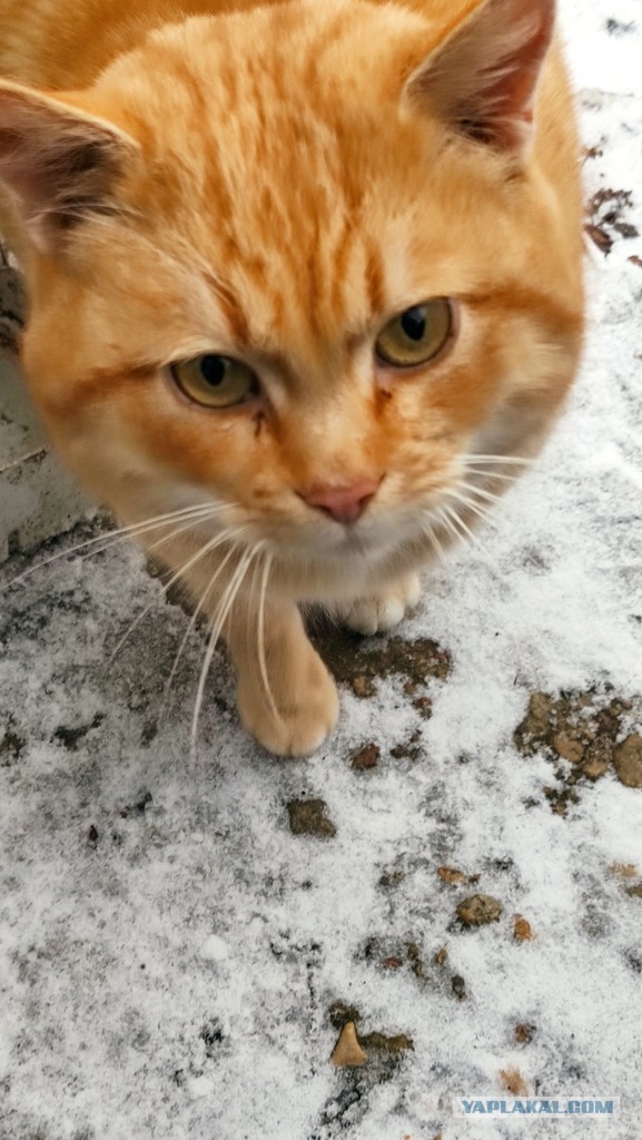 Лежбище рыжих