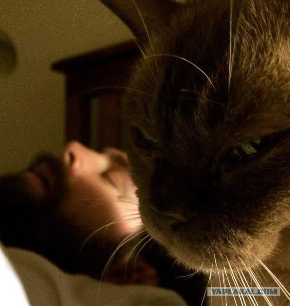 Вчера с женой решили кастрировать кота...