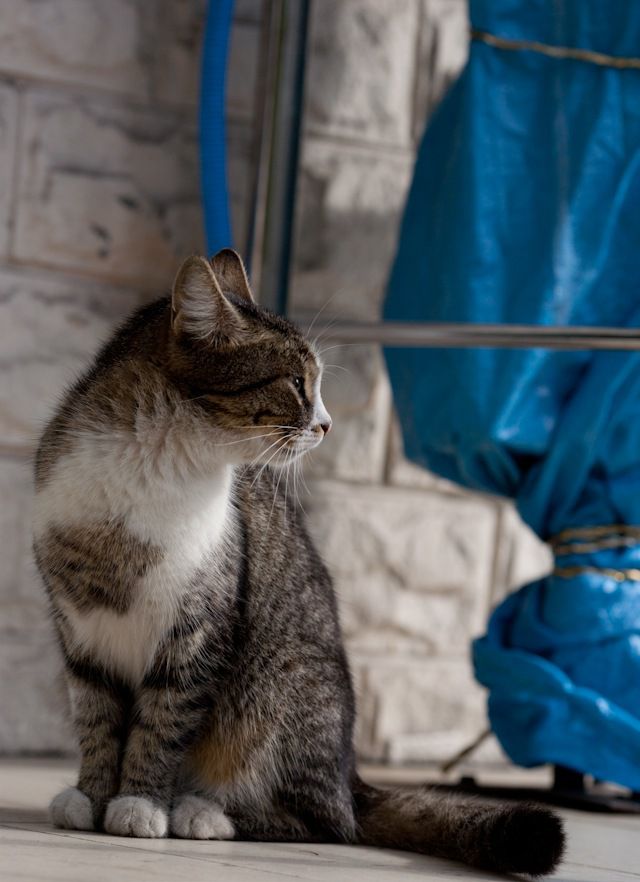 Котовторник 05.10.21 г