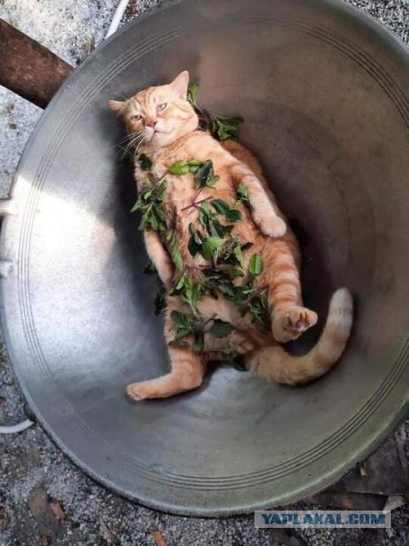 Печёночный торт.