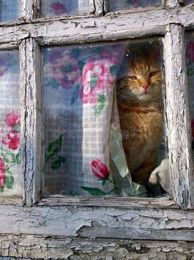 Котовторник в картинках