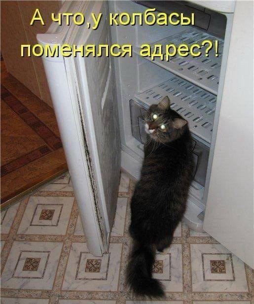 К котовторнику: подборка картинок-баянов с котиками и про котиков. Выпуск 10