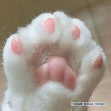 Моему коту Тому 2 года