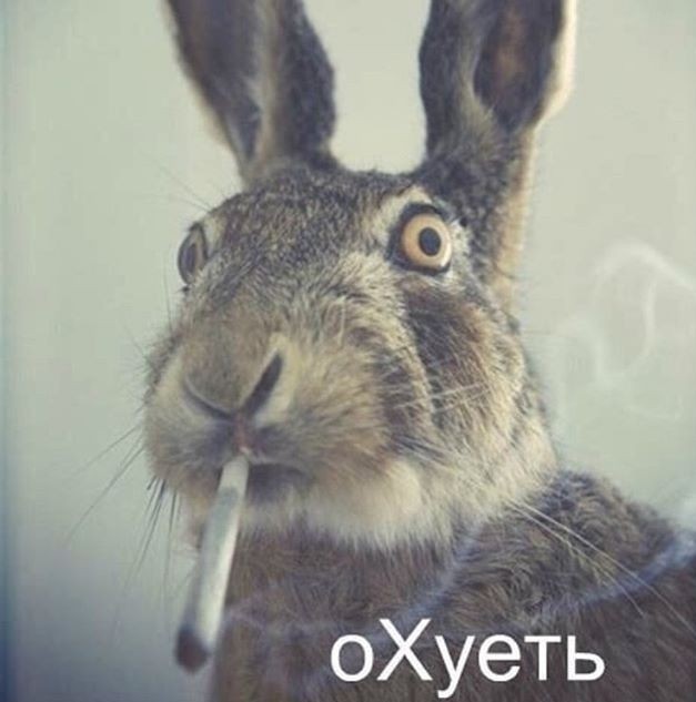 Картиночки, баянчики 31 января