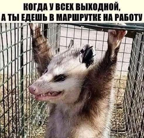 Пятничные бояны