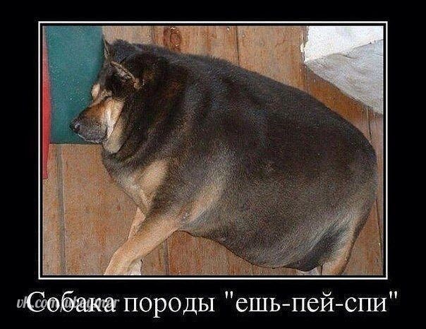 В Китае дрон для мытья солнечных панелей помыл собаку