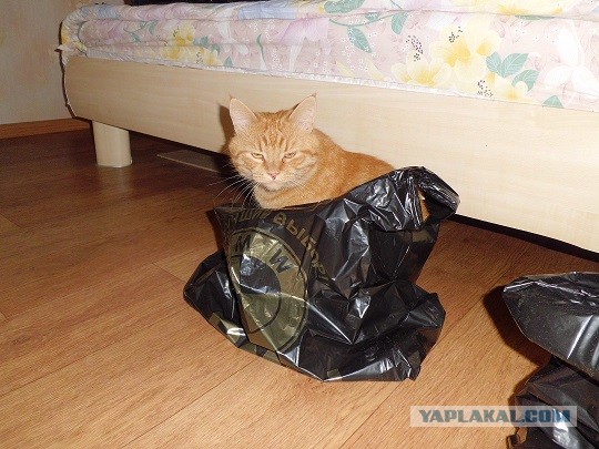 Котовторник 17.09.2013