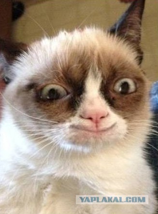 Коты ученых