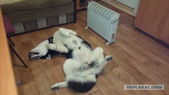 Как собаки встречают и провожают хозяев