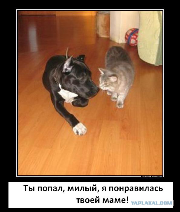 Котовторник 25.02.2014