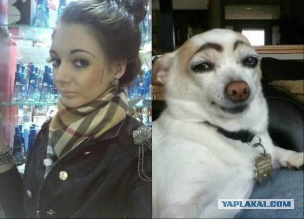 Смешные картинки и комментарии