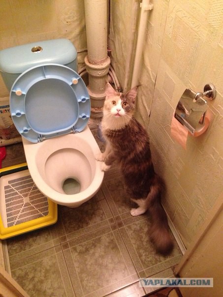 Котовторник 9.12.2014
