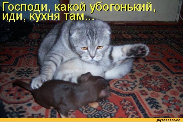 Эти маленькие собачки