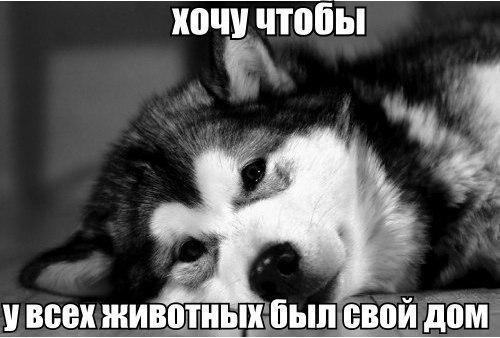 Постирали ... кота?