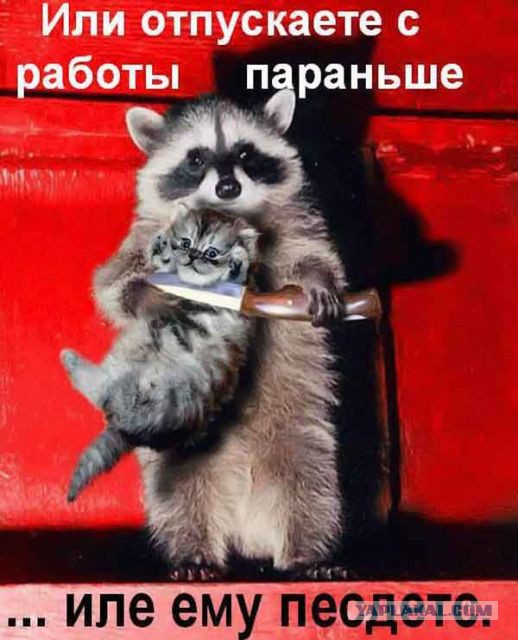 Енот Маша моет посуду