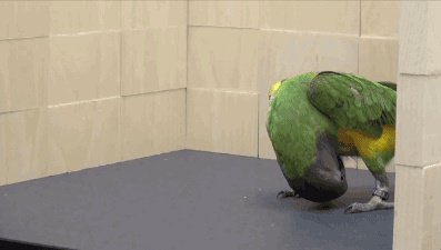 Когда попугаю нечем заняться и скучно