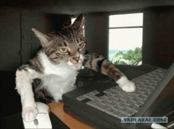 Котооо-о-о-вторник