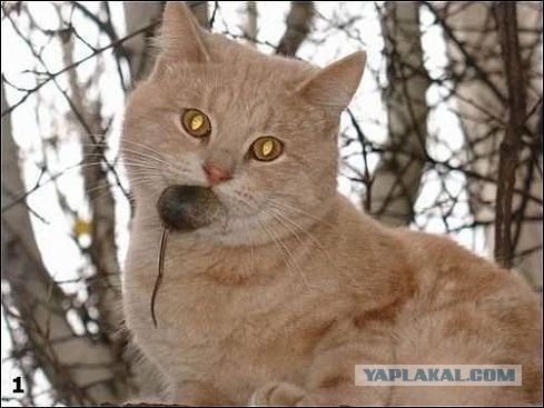 Японская мышеловка