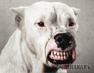 СОБАКИ и ЩЕНКИ. Все про собак!