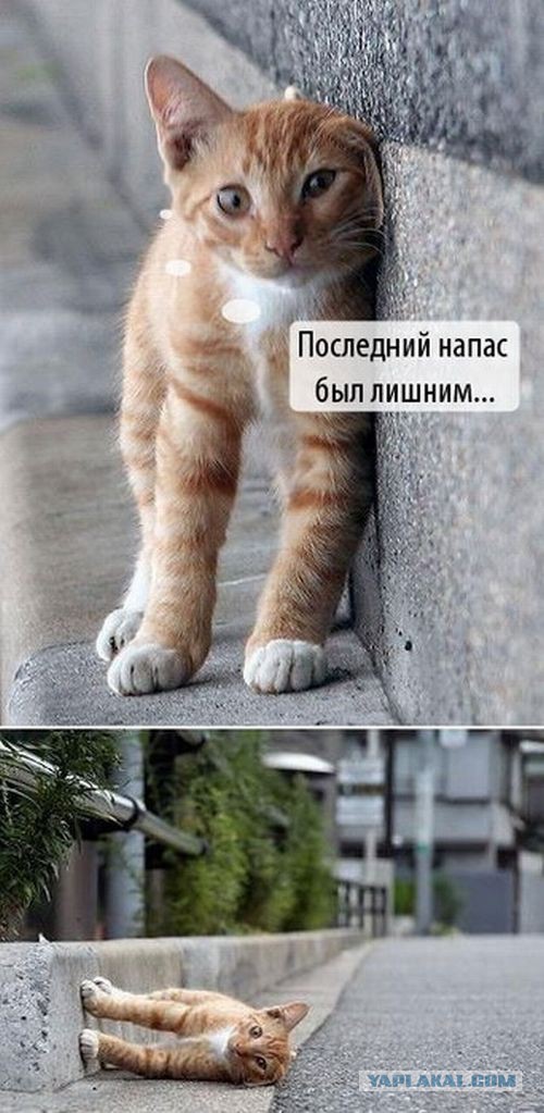 Котовторник. Понять и простить.