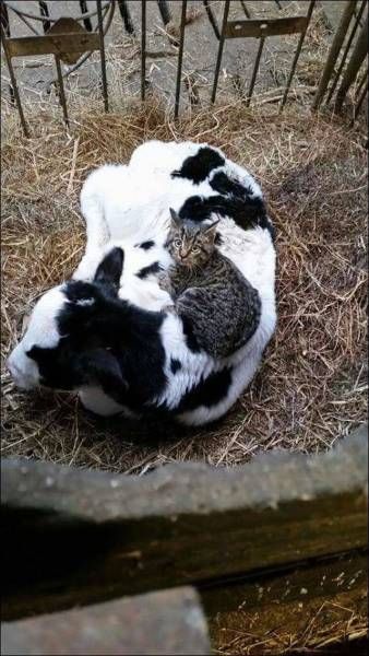 Коты из сети