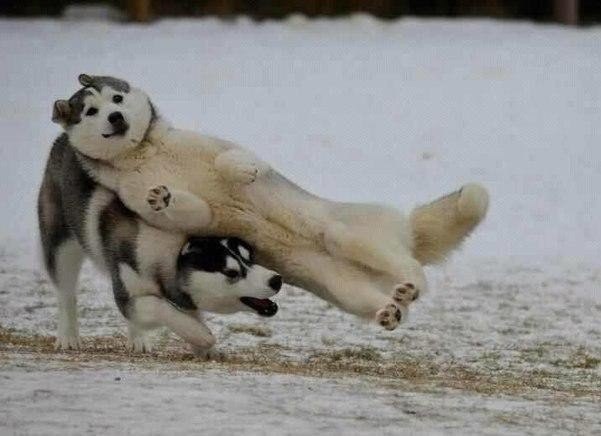 Самые смешные животные